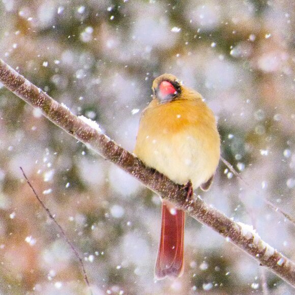 8 x 8 canvas of a Cardinal in the snow - Picture 1 of 2